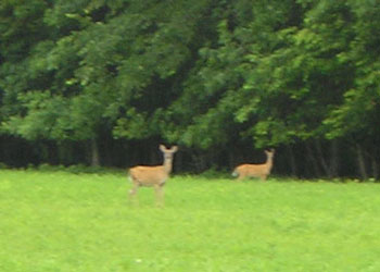 two deer in field beside center