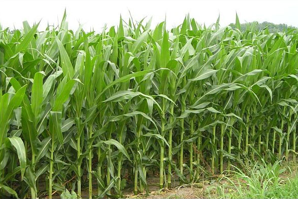 Illinois corn