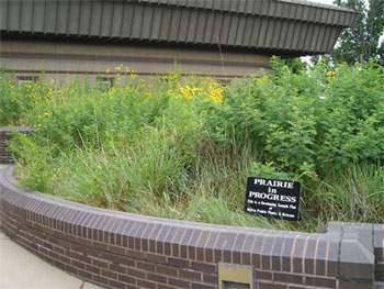 patch of "virgin prairie" being developed