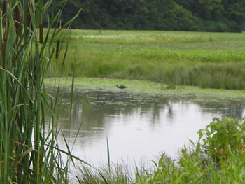 waterbird in pond near center