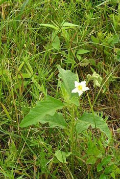 field wildflower